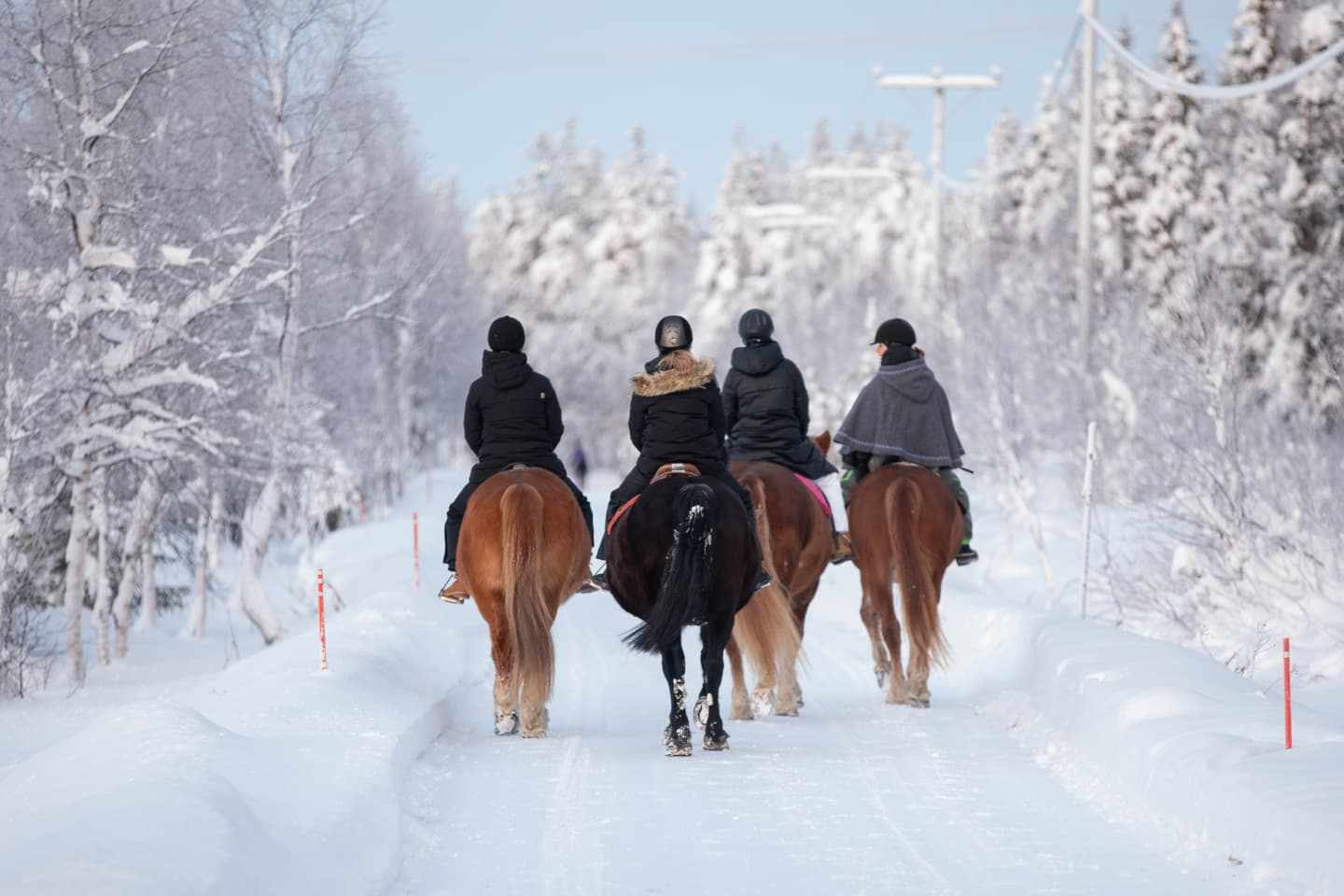 Trail riding in Finnish Lapland winter snowy forest for beginners and advanced equestrians.