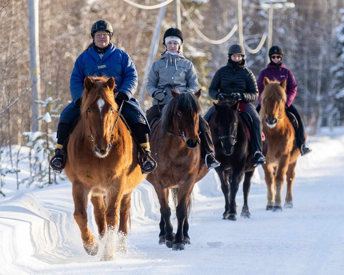 Explore Finnish Lapland on horseback with our kind natured horses and experienced guides!