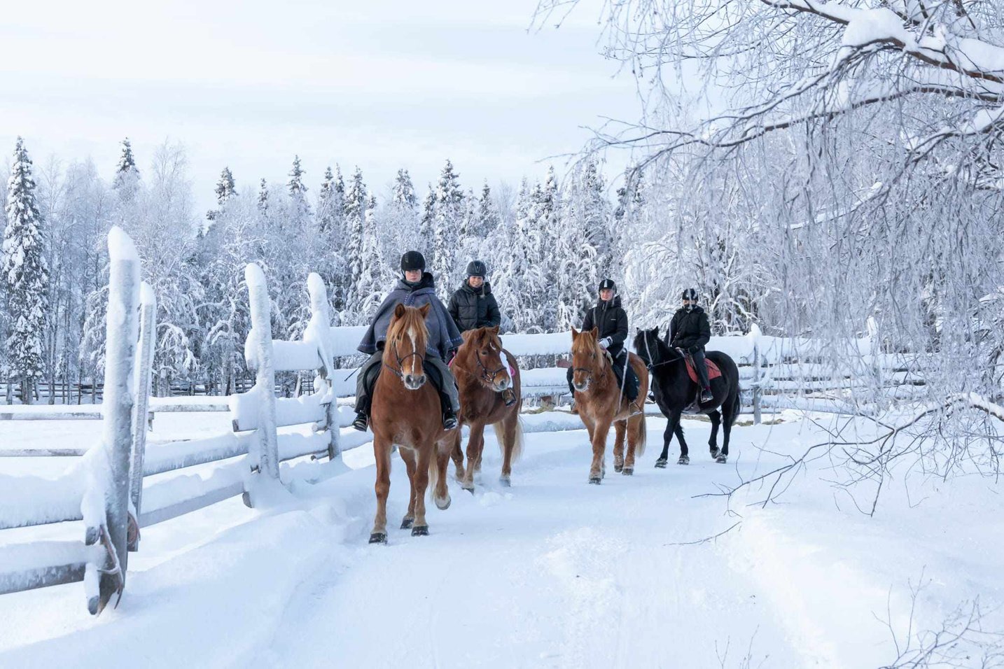 Learn how to ride horses on our calm well-trained Finn horses which are very social animals!